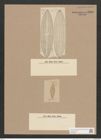Navicula sp. (de-Toni-Nr.: Genus 1) Zeichnungen Sammlung Grunow Nr. 1388 (NHMW-BOT-W0368351)